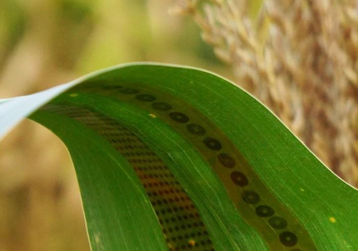 石墨烯的“纹身”能告诉你植物是否“渴了”