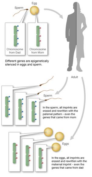 同性老鼠生出了鼠宝宝，人类离同性生殖还远吗？