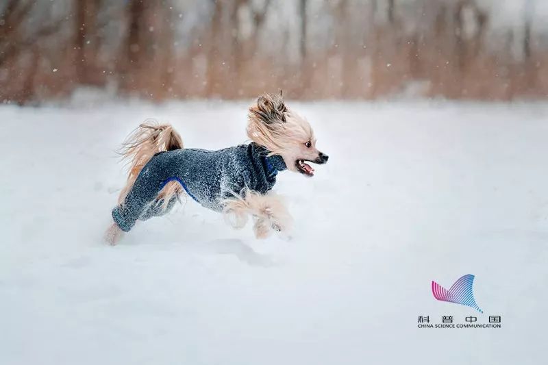 天冷给狗穿衣,天热给狗剃毛?当心你的爱害了它