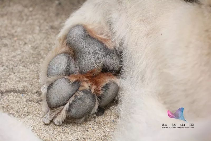 天冷给狗穿衣,天热给狗剃毛?当心你的爱害了它