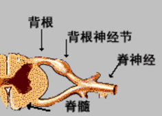 多数止疼药对女性不管用?难道以后吃药要分男女了吗?