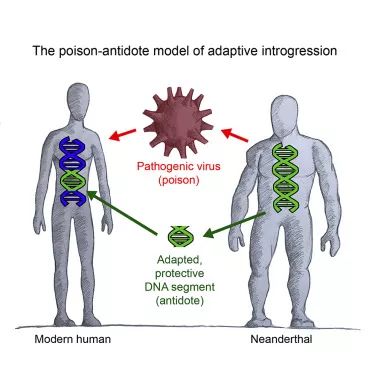 海王夺回王位的科学深意:杂种是怎么一步步主宰地球的?