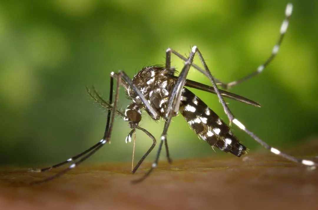气候变暖产生的“超级昆虫”,会给人类带来怎样的威胁?