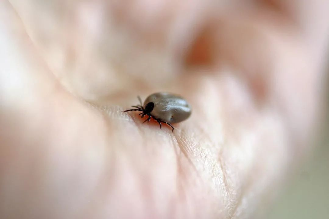 气候变暖产生的“超级昆虫”,会给人类带来怎样的威胁?