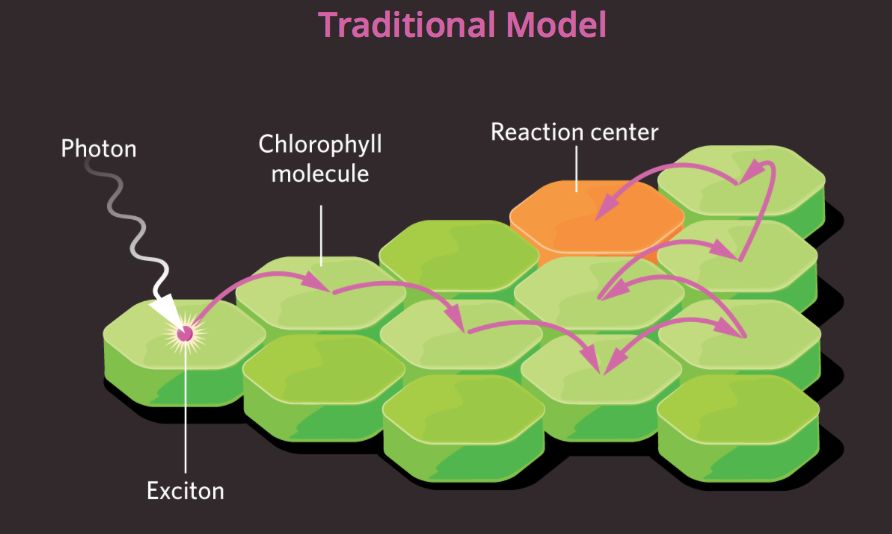 量子生物学能揭示生命的巨大奥秘吗?
