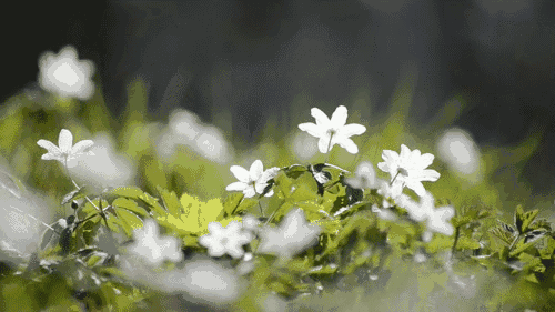 蜱虫是一种什么虫?对人有哪些危害?