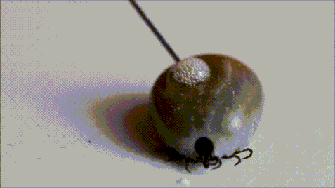 蜱虫是一种什么虫?对人有哪些危害?