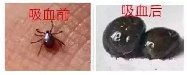 蜱虫是一种什么虫?对人有哪些危害?