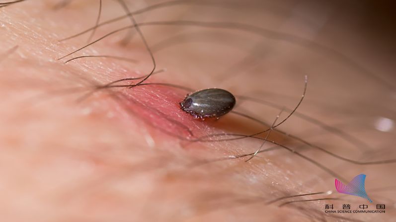 蜱虫是一种什么虫?对人有哪些危害?