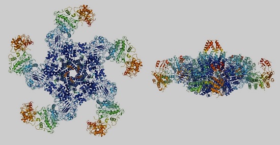中国科学家发现植物细胞“自杀神器”