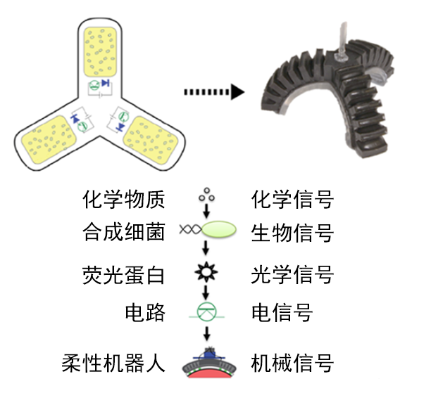 细菌做“眼睛”、蟑螂当“跑腿”……总有一些特立独行的机器人