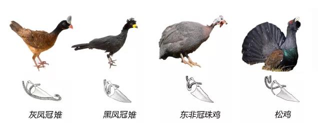 气管比身体还要长!古鸟化石揭示小体型大嗓门的秘密