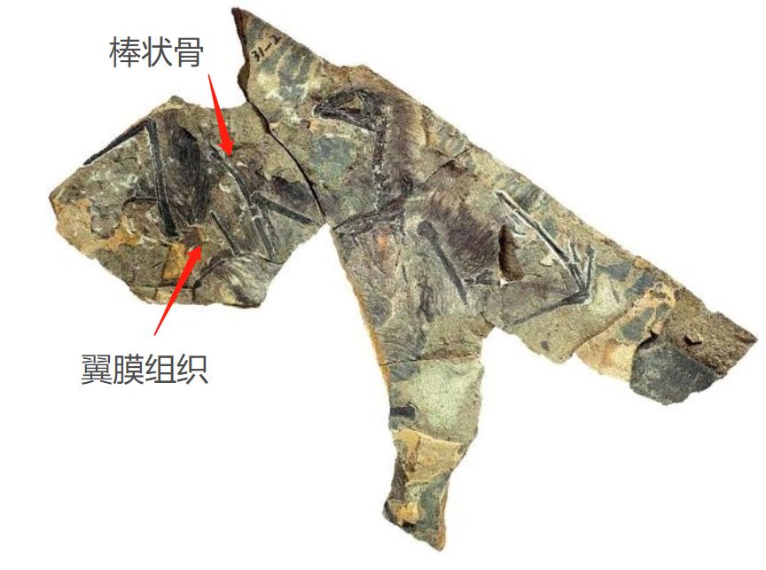 辽宁又现飞天怪龙!恐龙界的“蝙蝠侠”终于实锤啦!