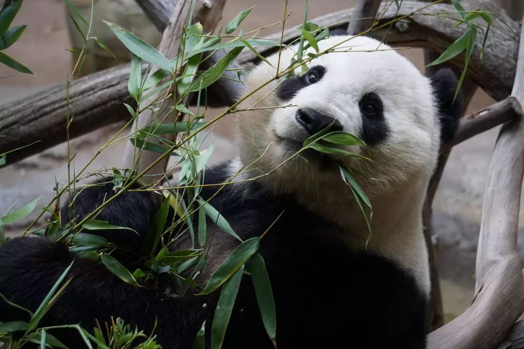 大熊猫的祖先在欧洲?仅通过一两处化石难确定