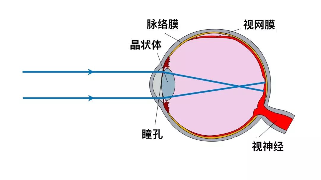 深海鱼眼中的世界,也可以五彩缤纷?