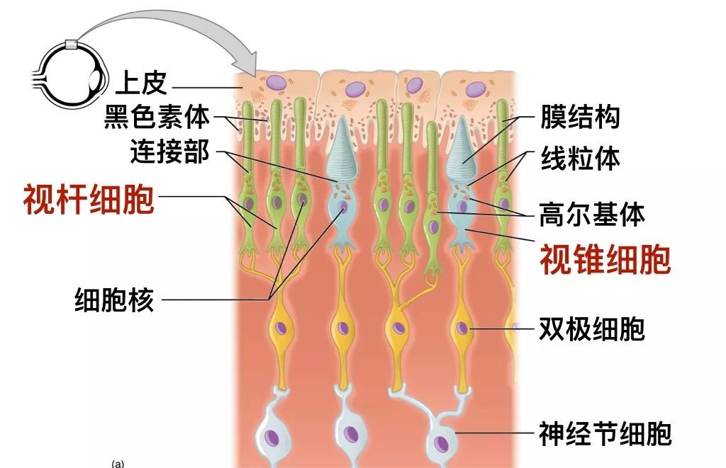 深海鱼眼中的世界,也可以五彩缤纷?
