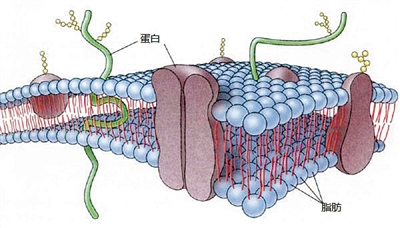 脂肪细胞膜蛋白:治疗前列腺癌新靶点 脂肪细胞膜蛋白:治疗前列腺癌新靶点