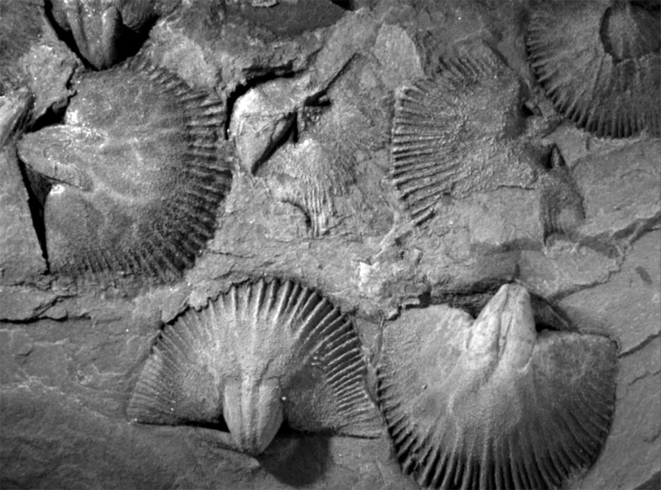 是哪些生物主导了地球史上最大的生物辐射事件?