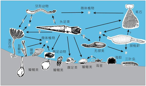 是哪些生物主导了地球史上最大的生物辐射事件?