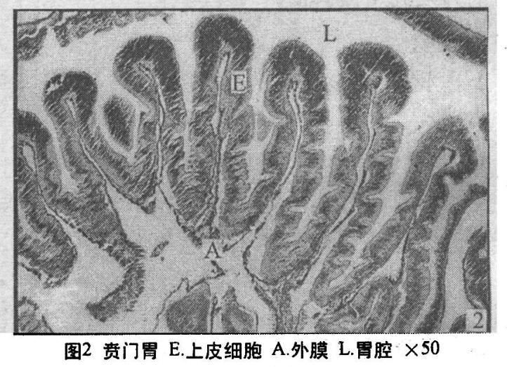 他们被端上餐桌前,吃饭是什么样子?