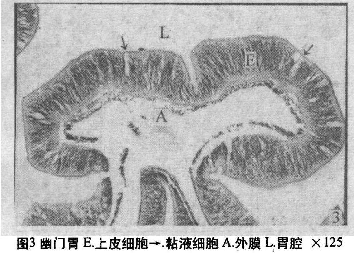 他们被端上餐桌前,吃饭是什么样子?