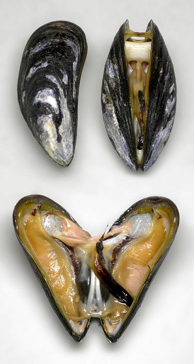 他们被端上餐桌前,吃饭是什么样子?