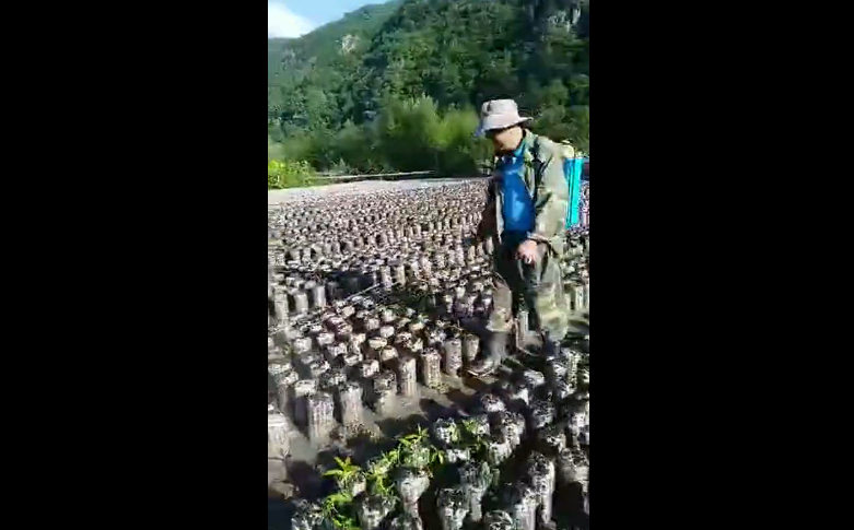 “木耳打药”会农药残留超标?无需过度焦虑