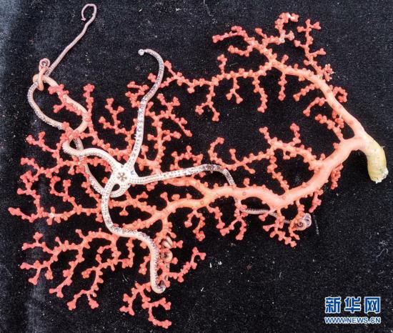 250多种样品采集 “科学”号西太海山科考成果丰硕