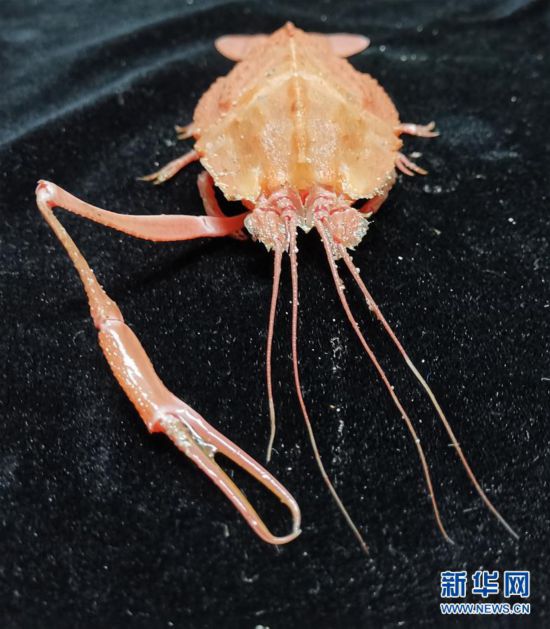 250多种样品采集 “科学”号西太海山科考成果丰硕