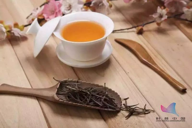 喝茶真的能刮油减肥吗?