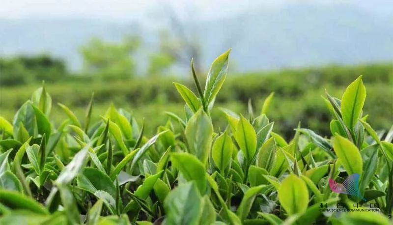 喝茶真的能刮油减肥吗?