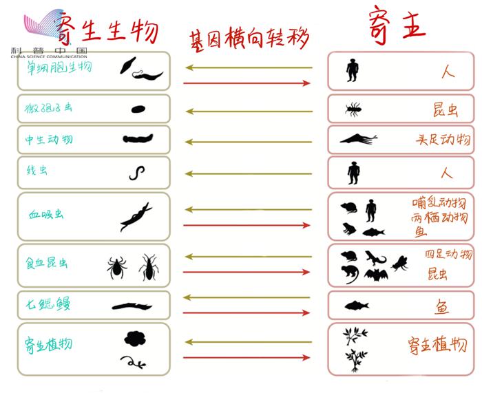 偷你点营养怎么了,你的遗传物质我也可以拿