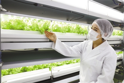 日本“植物工厂”在城市地下种菜
