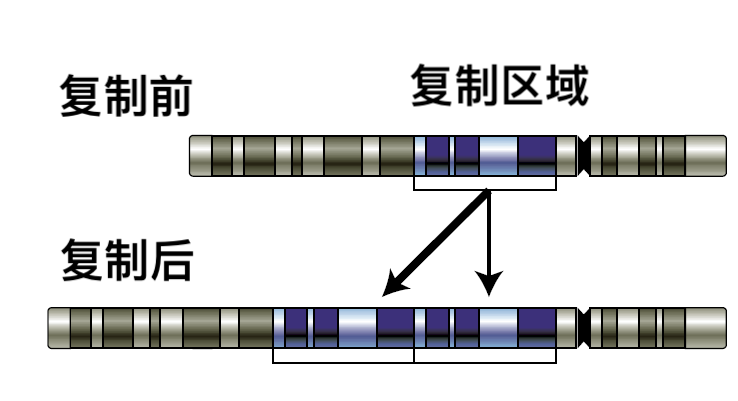 如何快速“发家致富”?基因组用了这种高招
