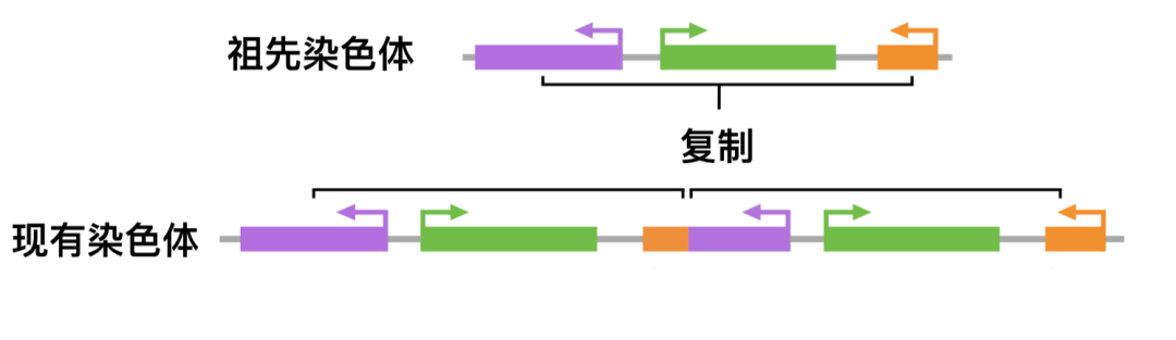 如何快速“发家致富”?基因组用了这种高招