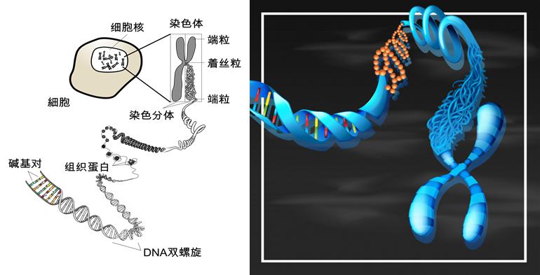《自然》最新报道:新疗法或助人类返老还童
