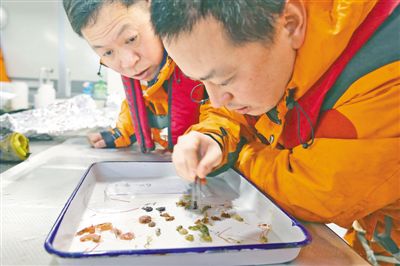 “雪龙2”号极地科考破冰船探秘南极动物世界