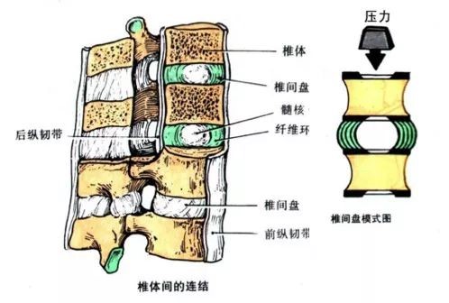 久坐族”莫要慌,“小燕飞”来帮忙