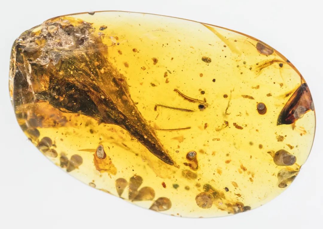 比蜂鸟还小!9900万年前琥珀中发现史上最小恐龙