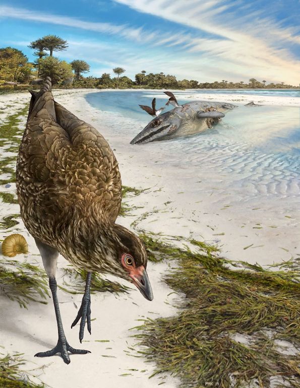 6600万年前的海边“走地鸡”,揭开现代鸟类进化谜题