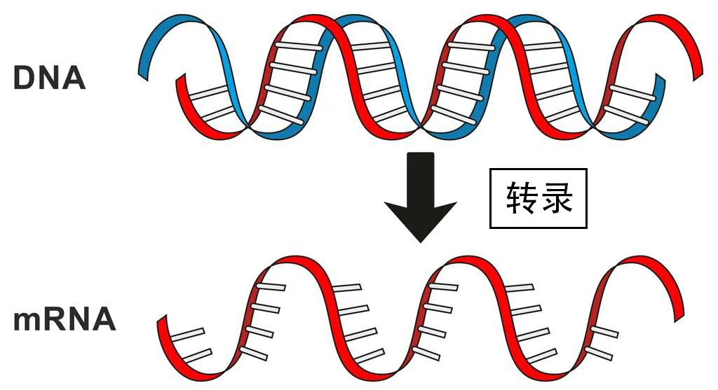 怎样保证遗传稳定性?精子放了个大招