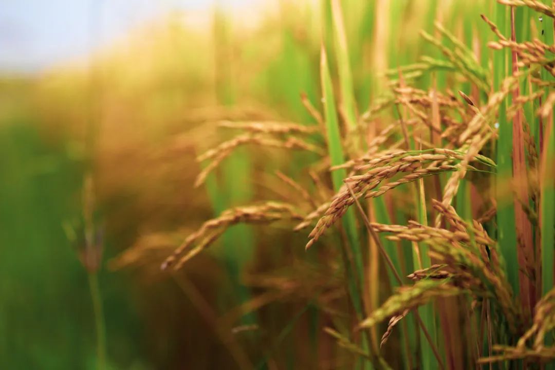 生物多样性日:假如昆虫消失了会怎么样?