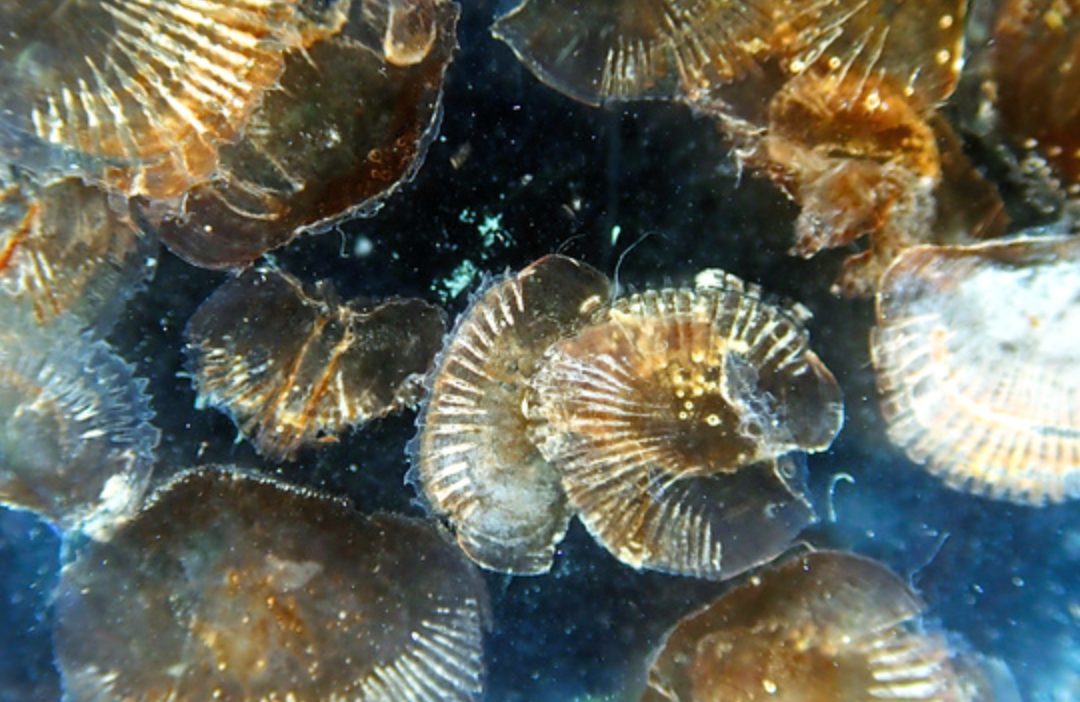日水族馆大王具足虫两年来首次排便,低代谢率能帮助延长寿命吗?