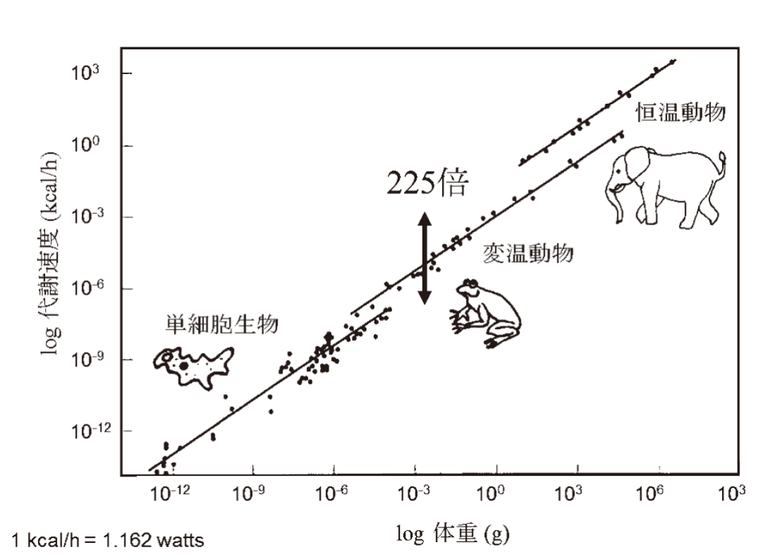 日水族馆大王具足虫两年来首次排便,低代谢率能帮助延长寿命吗?