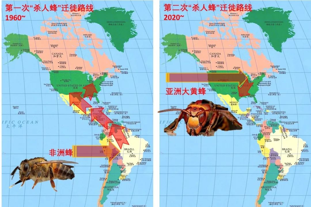 疫情未过,致命杀人蜂又来?这届美国人民太难了