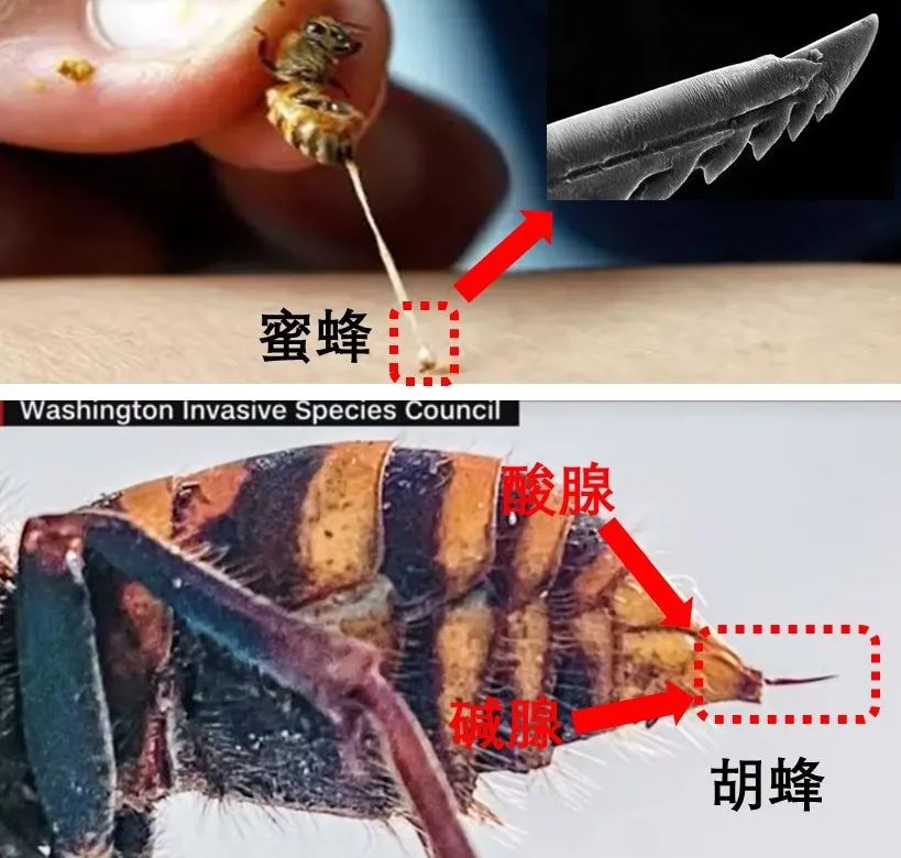 疫情未过,致命杀人蜂又来?这届美国人民太难了