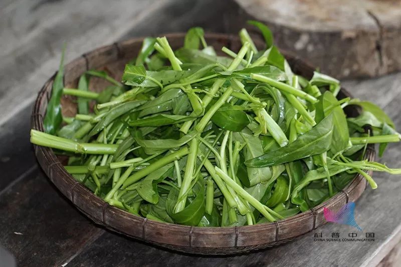 空心菜真的重金属超标吗?