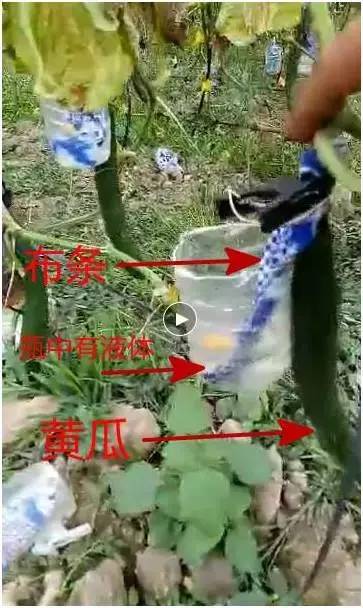 辟谣:这四种蔬菜可以放心吃,不是致癌物!