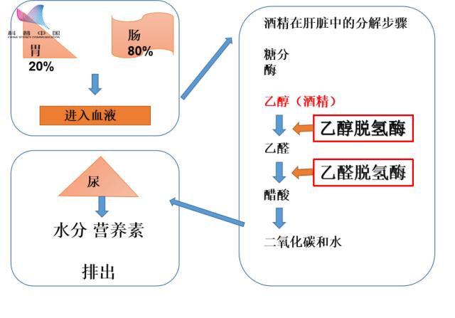 吃桑葚干可以“千杯不醉”?桑葚干:我压力有点大