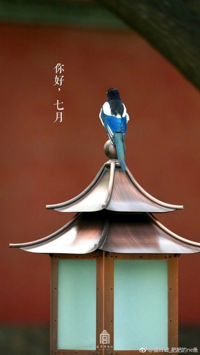 奇鸟行状录